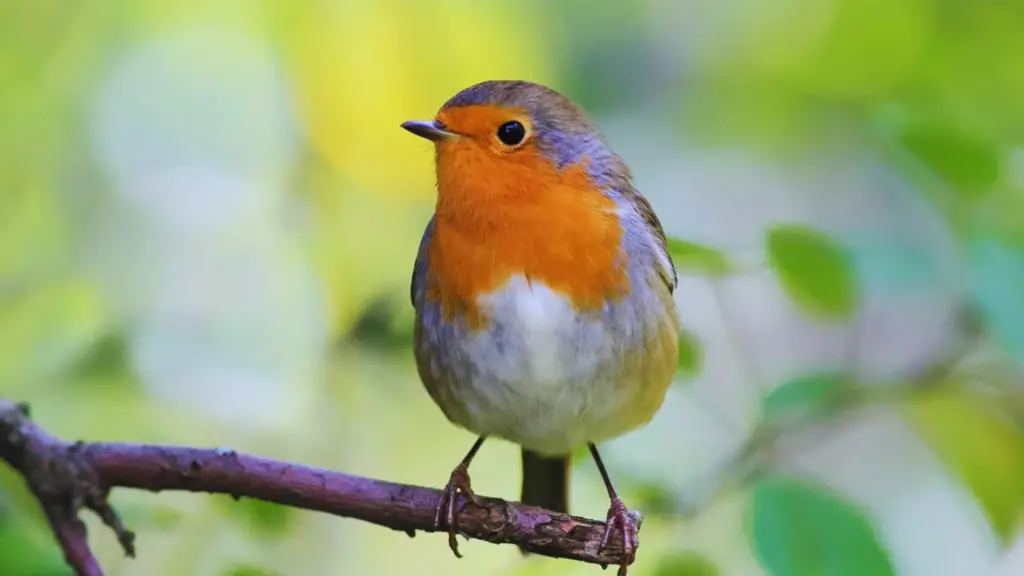 How Long Do Robins Live? The Surprising Truth Revealed!