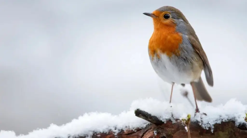 How Long Do Robins Live? The Surprising Truth Revealed!