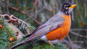 How Long Do Robins Live