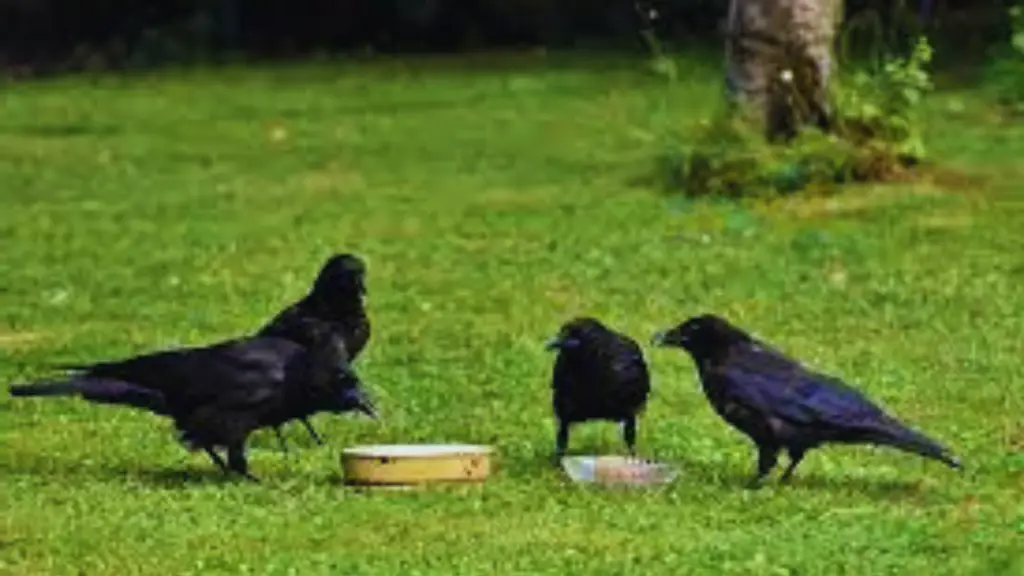 How To Attract Crows