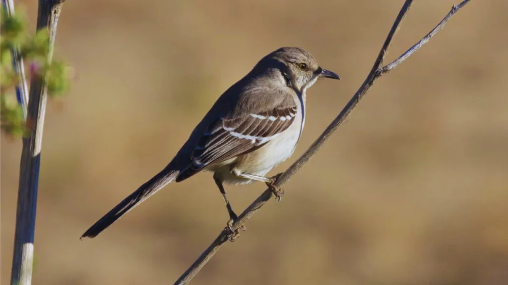 Mockingbird Sounds