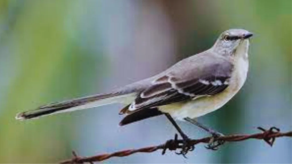 Mockingbird Spiritual Meaning 1