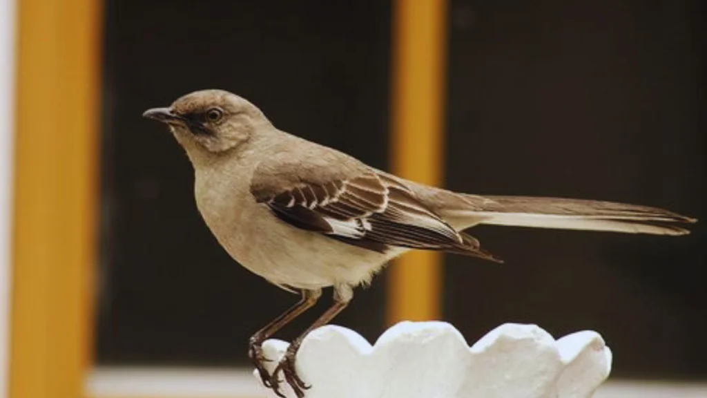 Mockingbird Spiritual Meaning