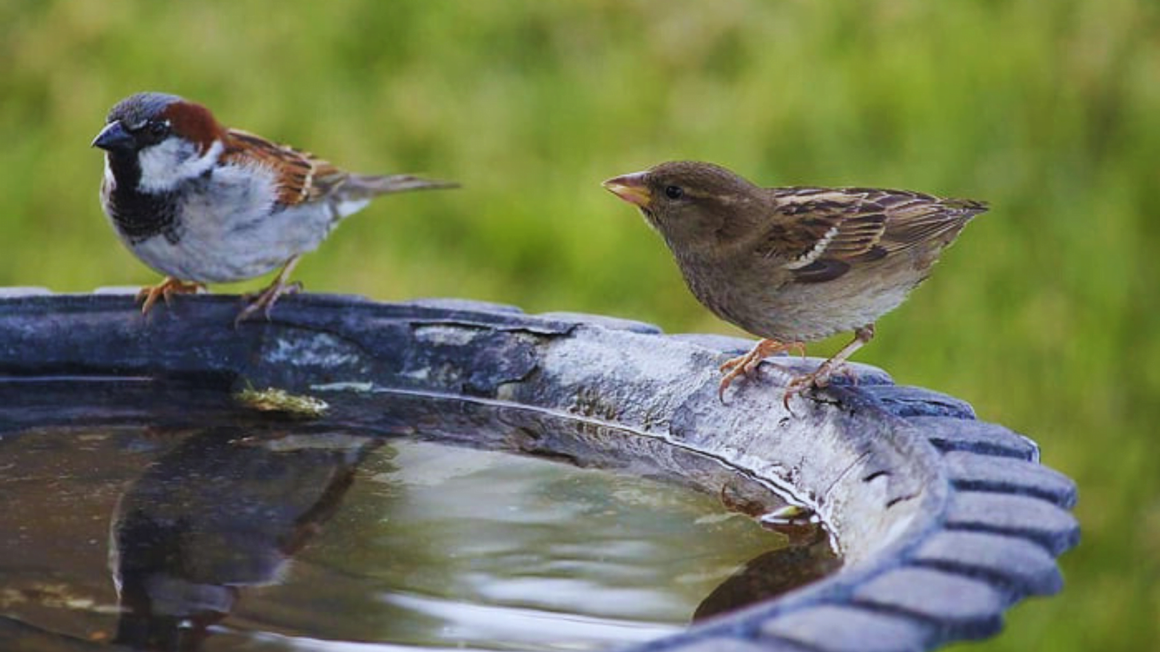 Pennies In Bird Bath Attracting Wildlife With A Coppery Gleam