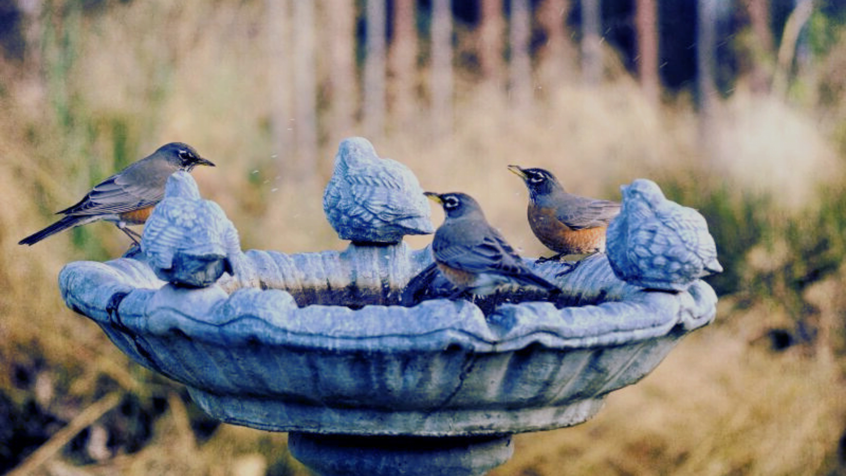 Pennies In Bird Bath Attracting Wildlife With A Coppery Gleam