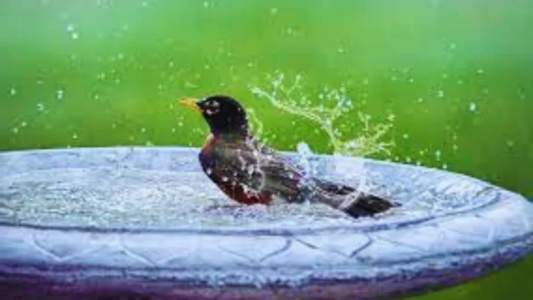 Pennies In Bird Bath
