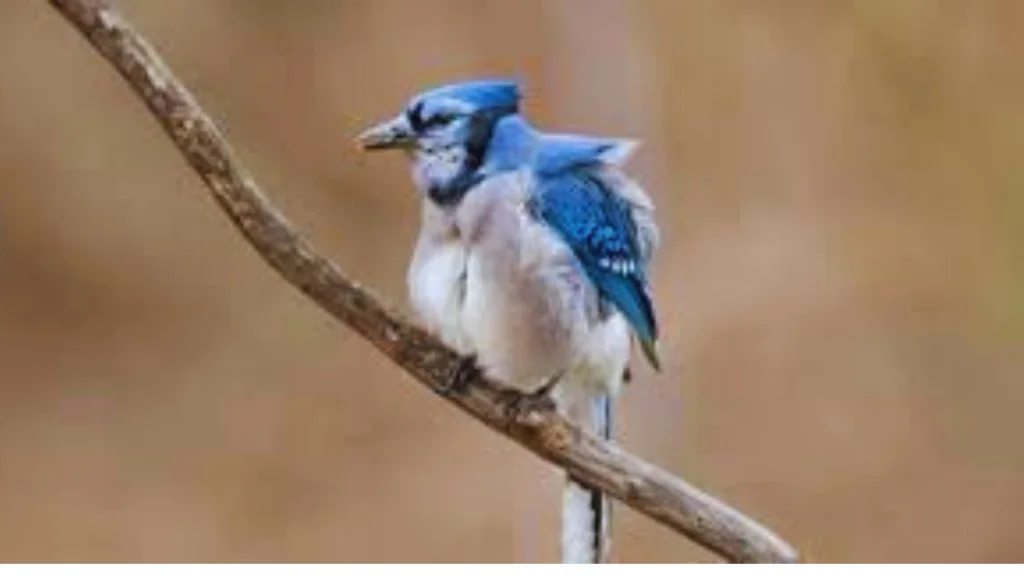 Puffed Up Bird