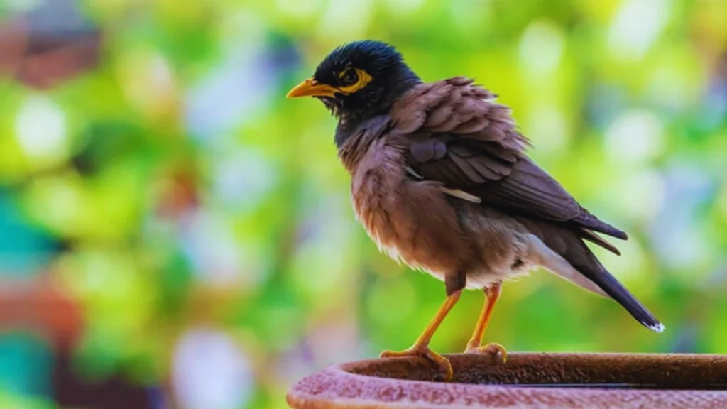Puffed Up Bird