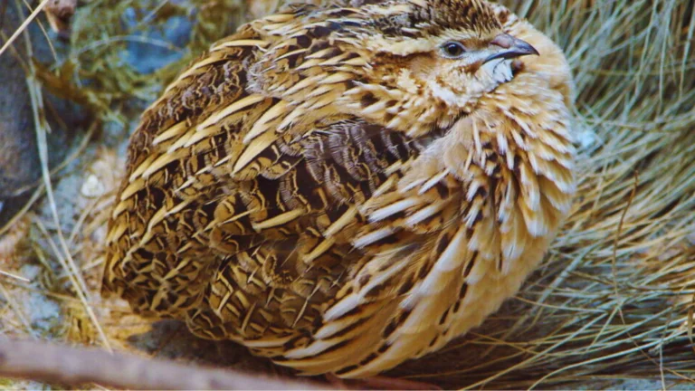 Puffed Up Bird