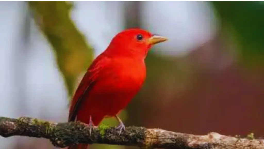 Red Birds in Alabama Scarlet Tanager 