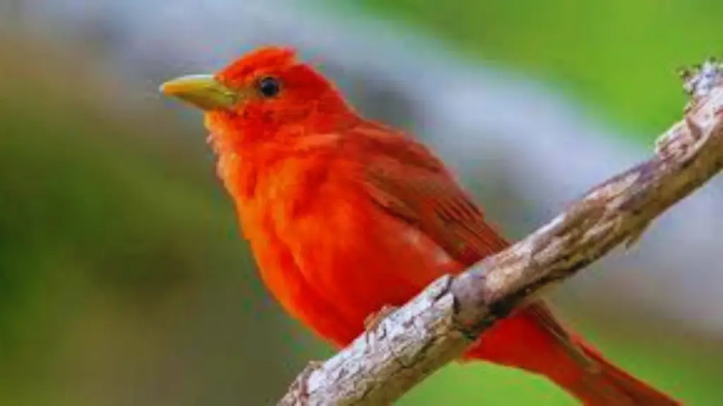 Red Birds in Alabama 