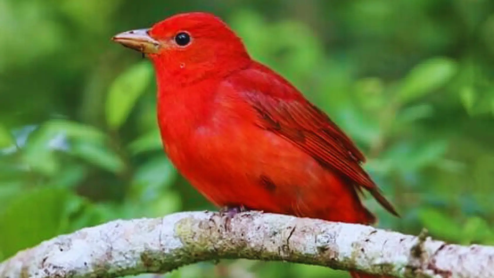 Red Birds in Alabama