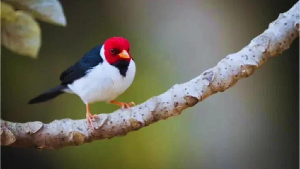 Red Head Birds in Hawaii
