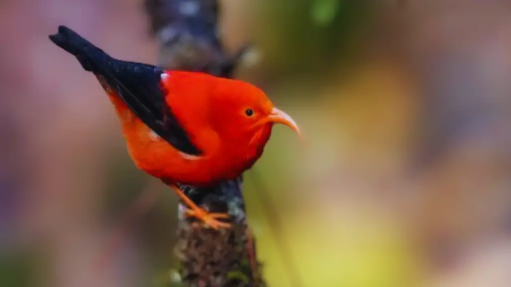 Red Head Birds in Hawaii