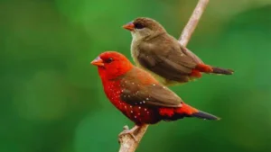 Red Head Birds in Hawaii
