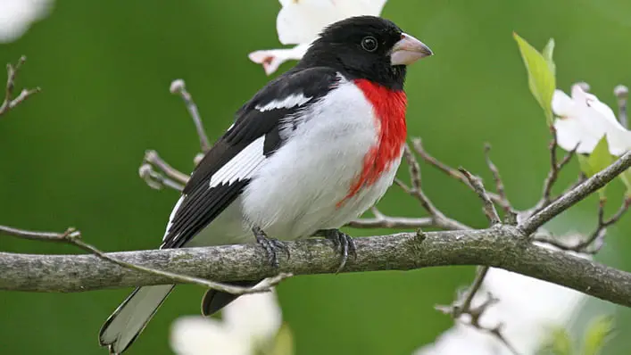  Black And White Bird With Red Head!