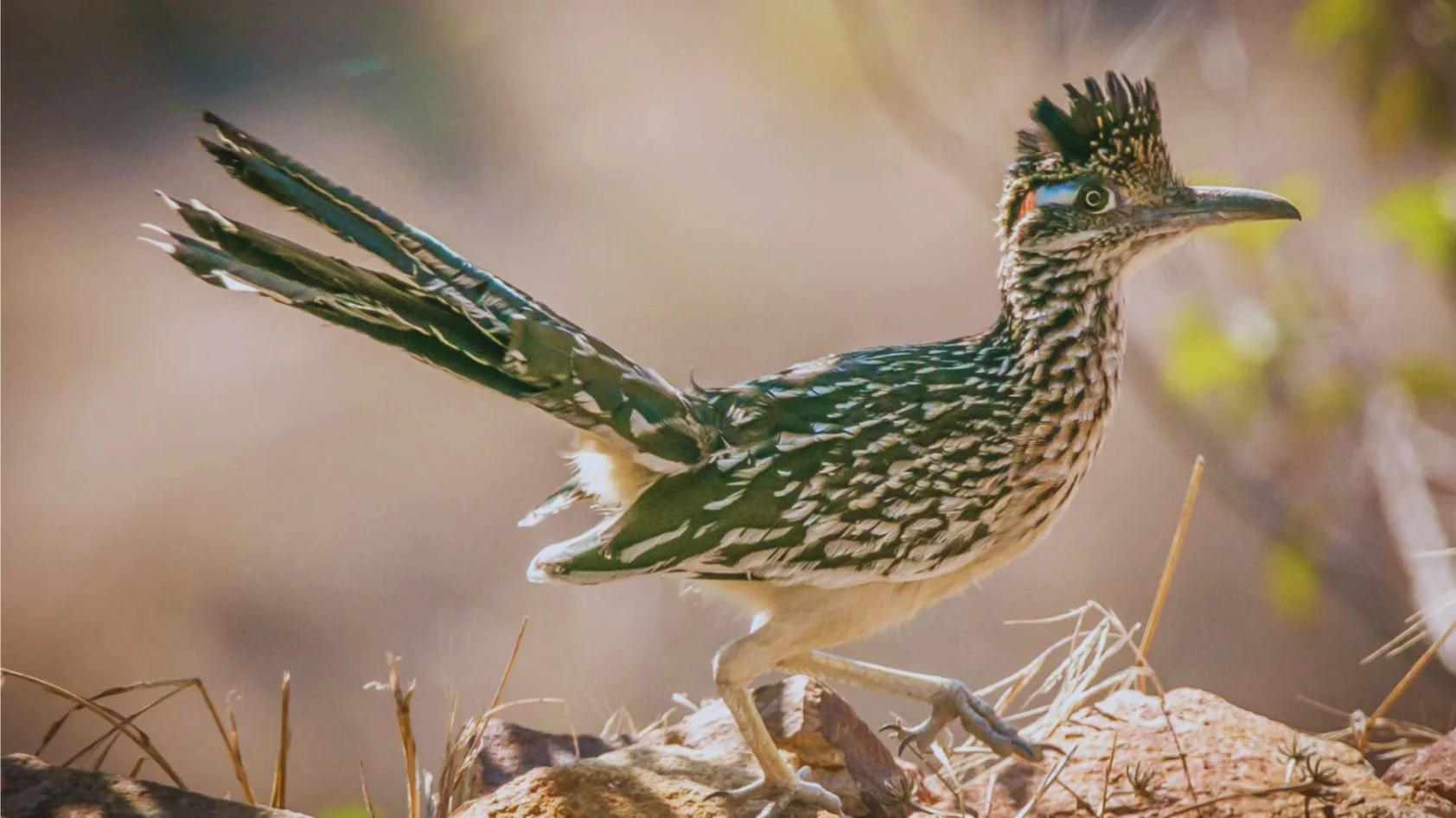 San Diego Birds