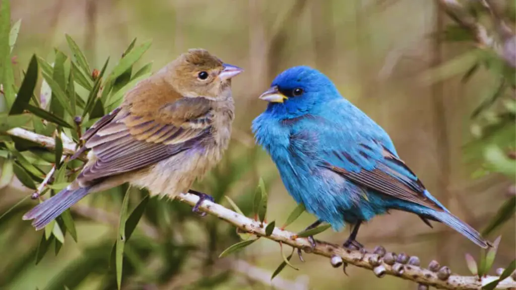 Discover the delightful world of small birds in Alabama. 