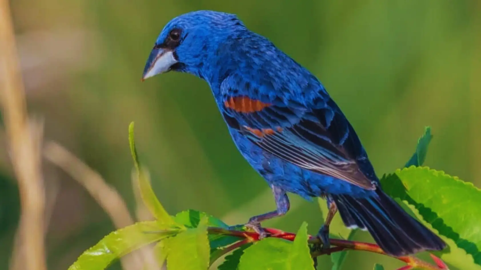 Discover the delightful world of small birds in Alabama.