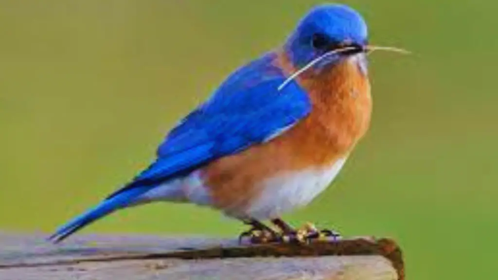 Song Of The Bluebird