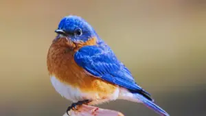 Song Of The Bluebird