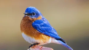 Song Of The Bluebird
