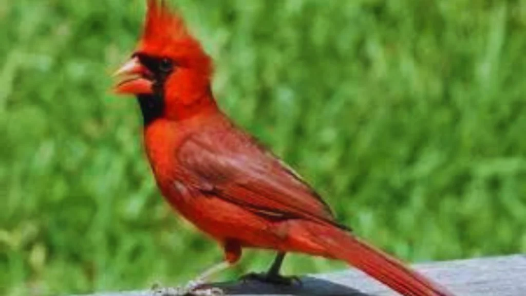 Sparrow Red Bird
