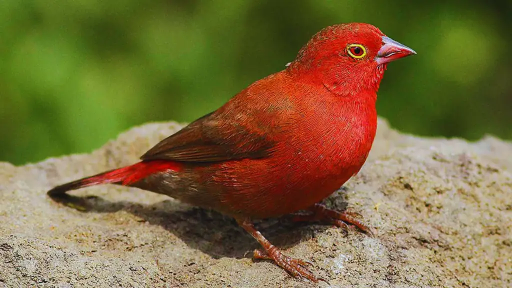 Sparrow Red Bird