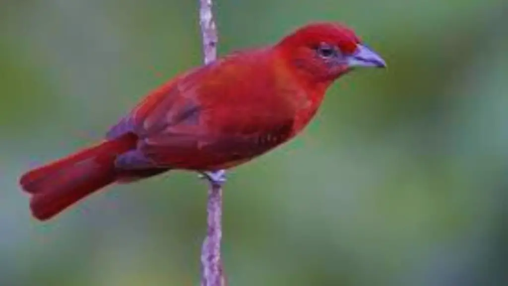 Sparrow Red Bird