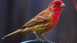 Sparrow Red Bird