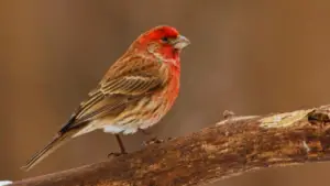 Sparrow With Red Head