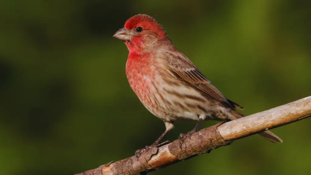 Sparrow With Red Head