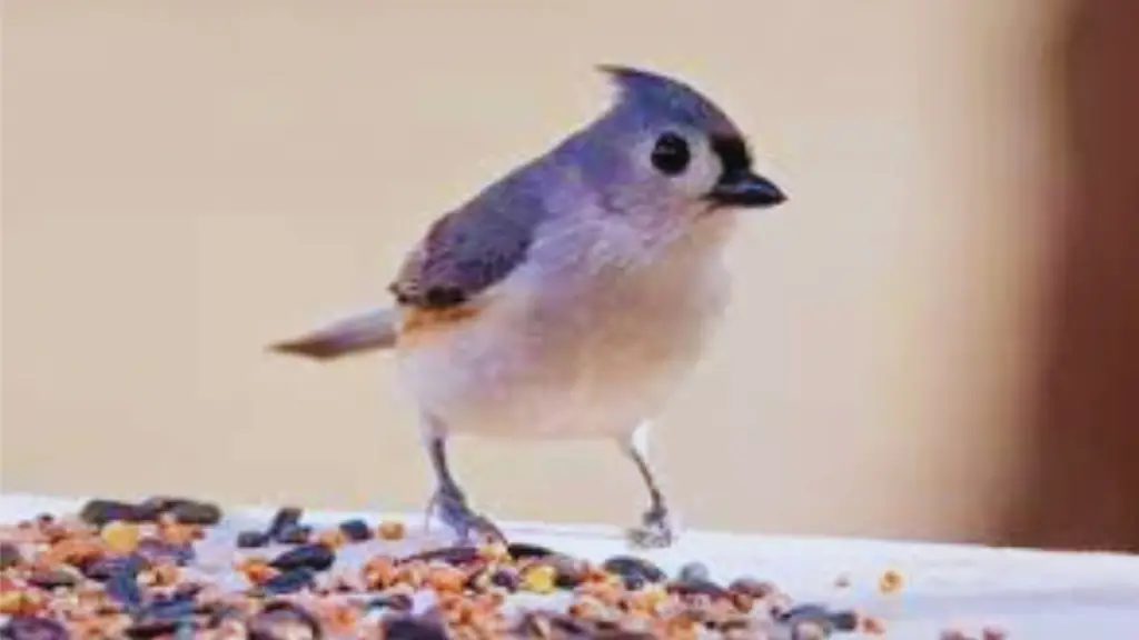Tufted Titmouse call