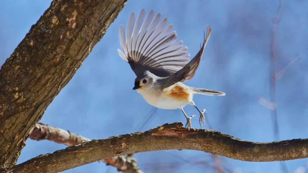 Tufted Titmouse call