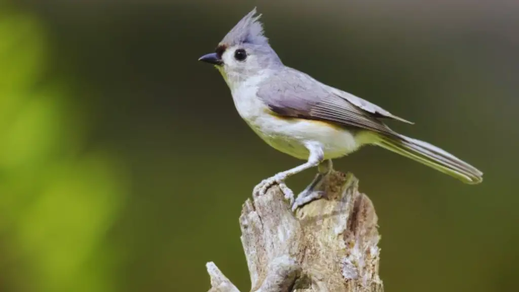 Tufted Titmouse call