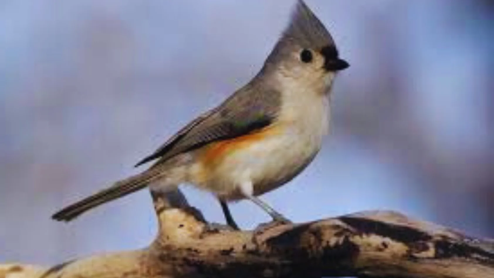 Tufted Titmouse calls