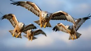 What Is A Group Of Hawks Called