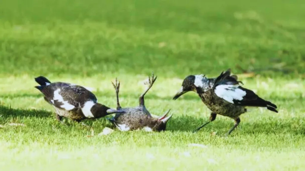 What Is a Group of Magpies Called