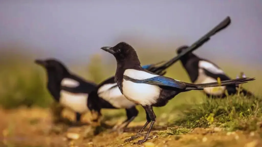 What Is a Group of Magpies Called