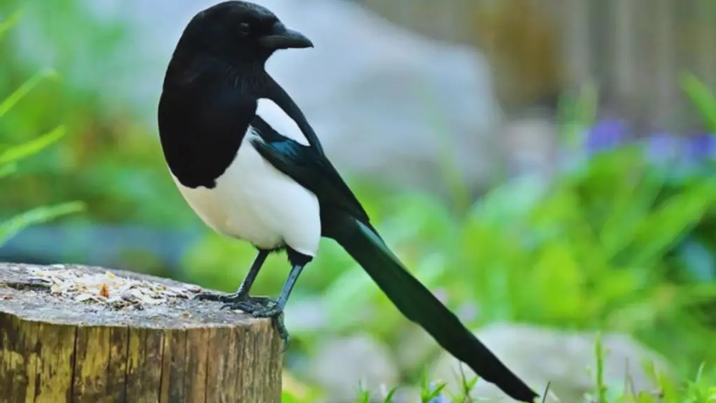 What Is a Group of Magpies Called