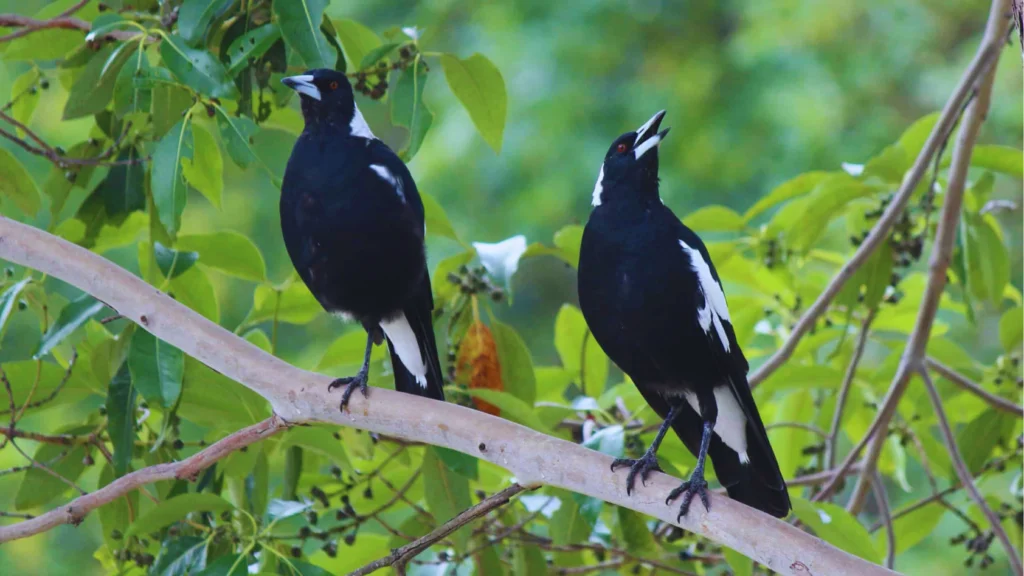 What Is a Group of Magpies Called 3