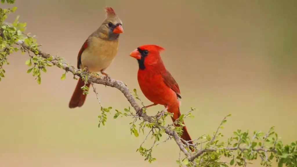 What Sound Does A Cardinal Make?