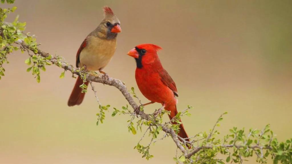 What Sound Does A Cardinal Make?