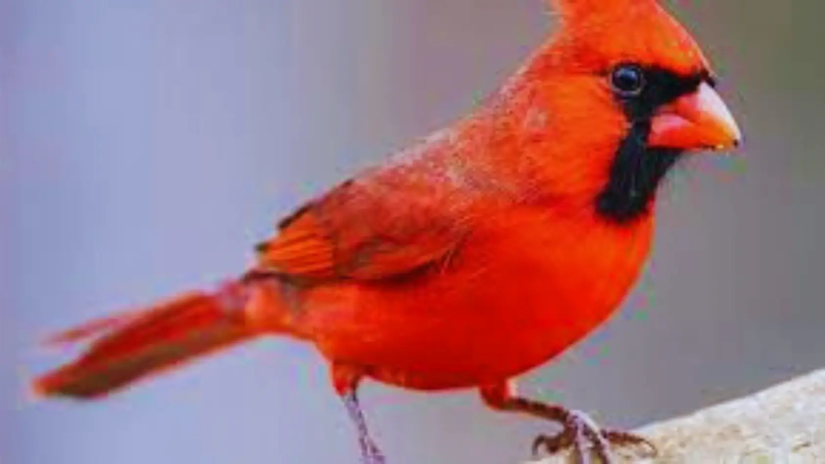 What Sound Does A Cardinal Make?
