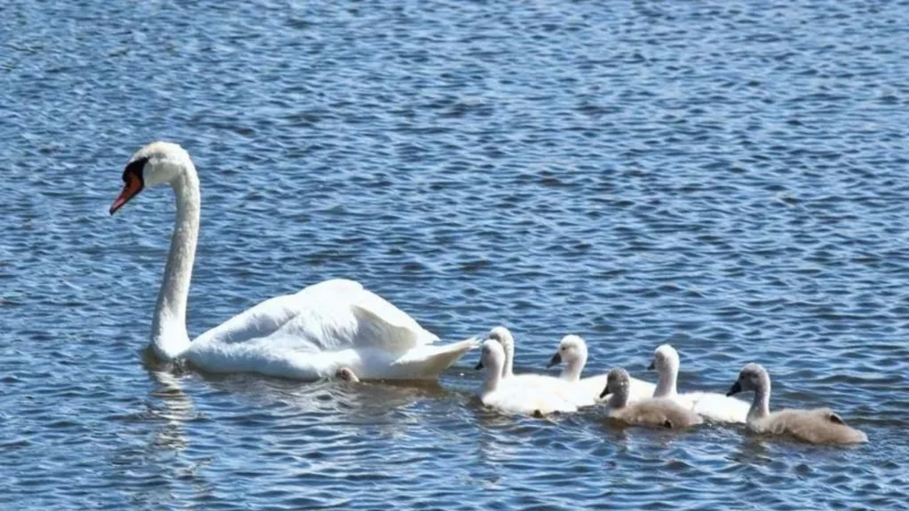 What are a Group of Swans Called