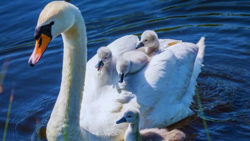 What are a Group of Swans Called