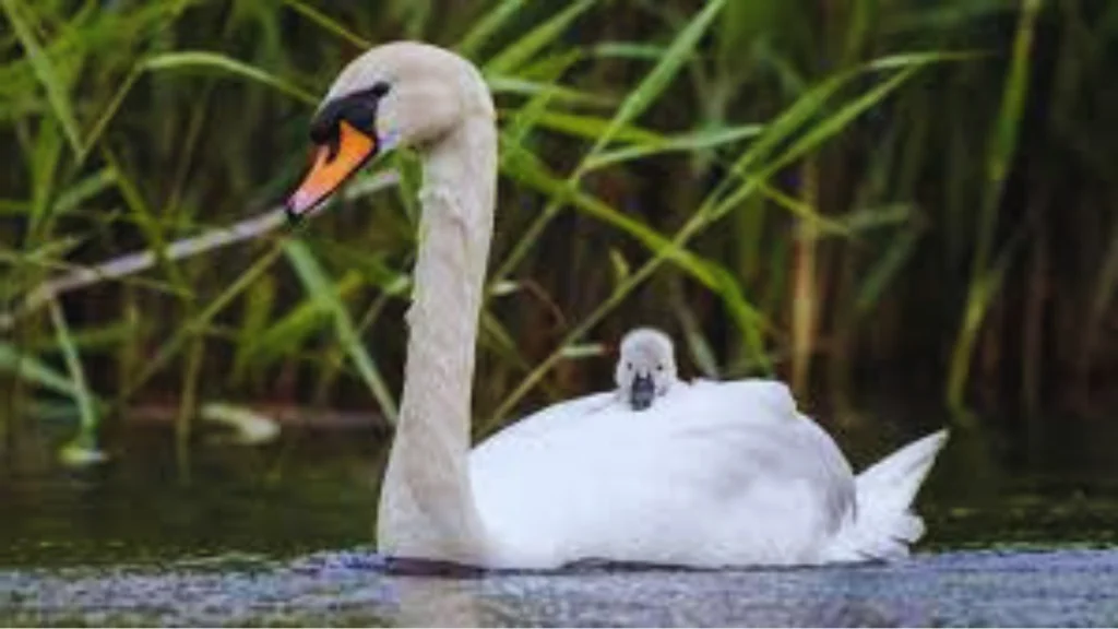 What are a Group of Swans Called