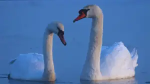 What are a Group of Swans Called