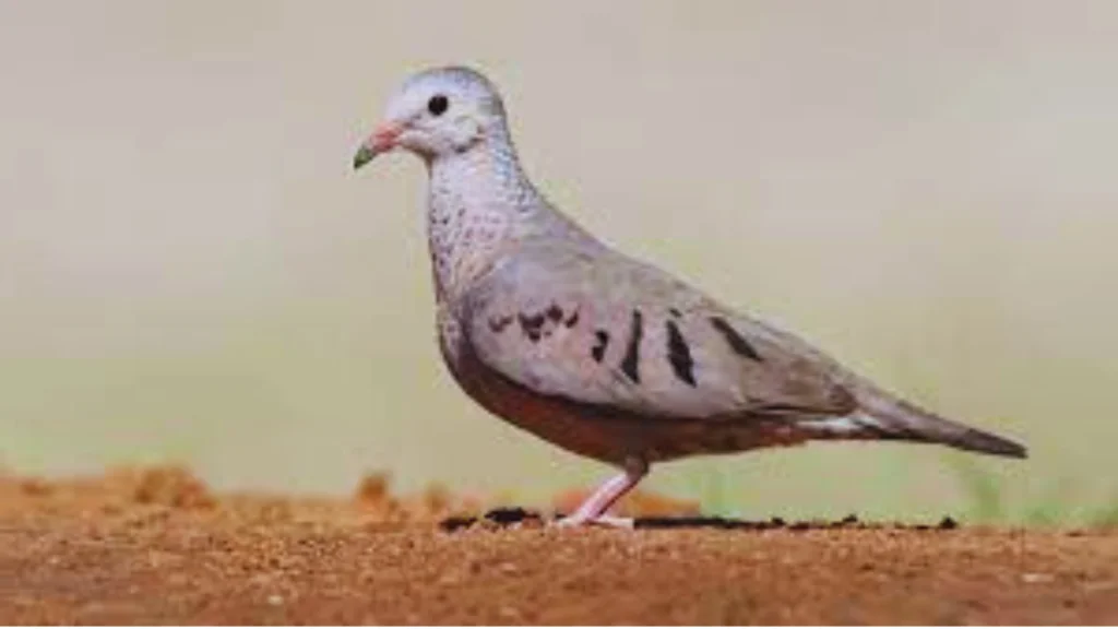 Where Do Mourning Doves Sleep? 