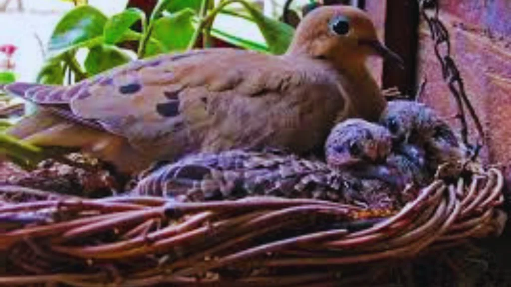 Where Do Mourning Doves Sleep? 